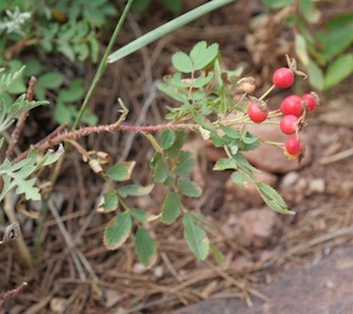 Wild Rose, Woods' Roseコロラド州 ボルダーの花