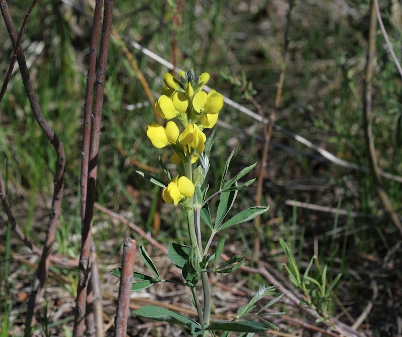 Wild Flower, Boulder, Colorado
