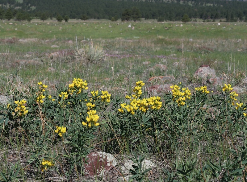 Wild Flower, Boulder, Colorado