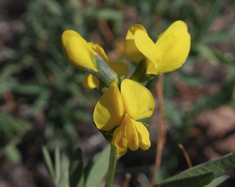 Wild Flower, Boulder, Colorado