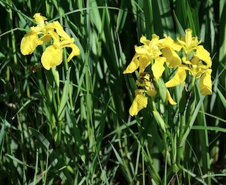 キショウブ Yellow Iris Boulder, COlorado
