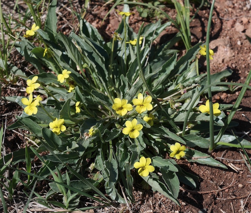 yellow violet viola nuttallii Boulder Colorado