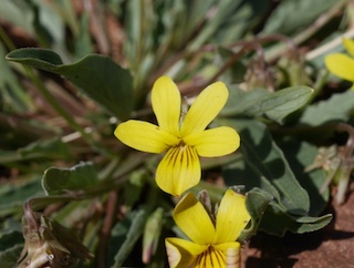 yellow violet viola nuttallii Boulder Colorado