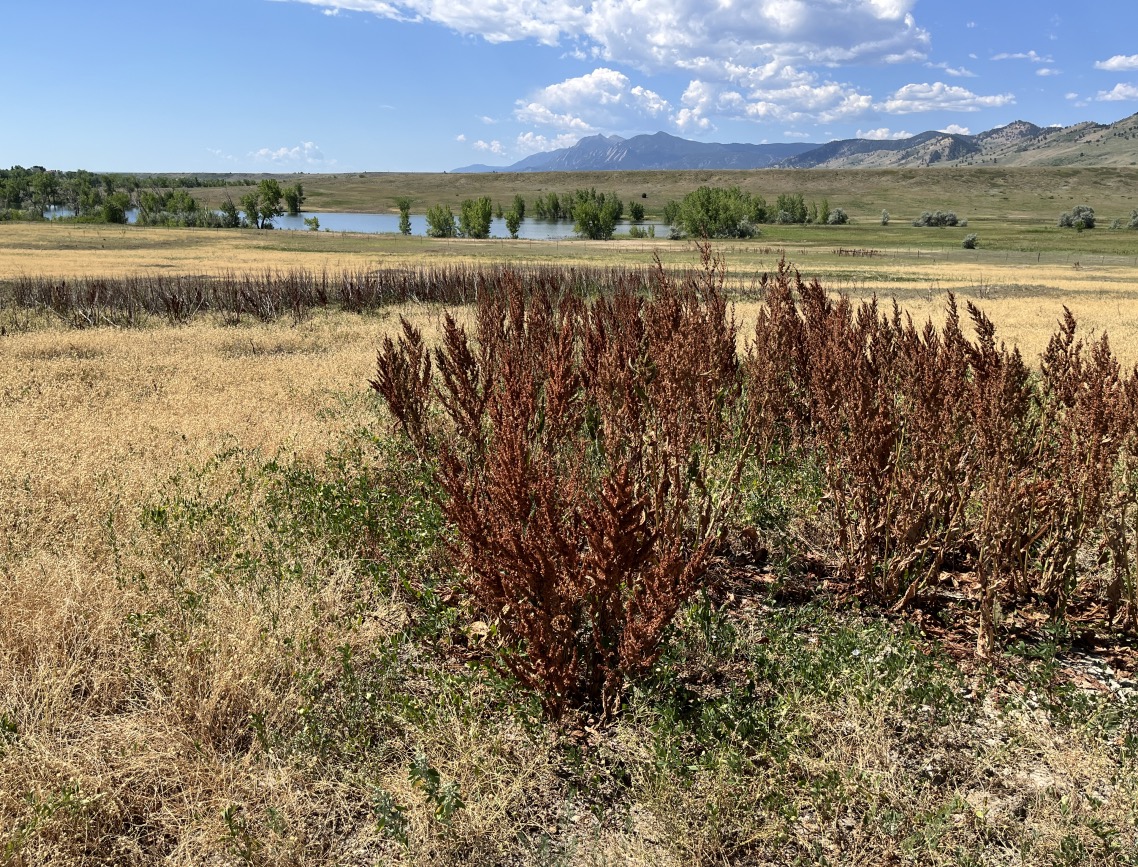 Left Hand Trailhead, Boulder, Colorado (July 2025)