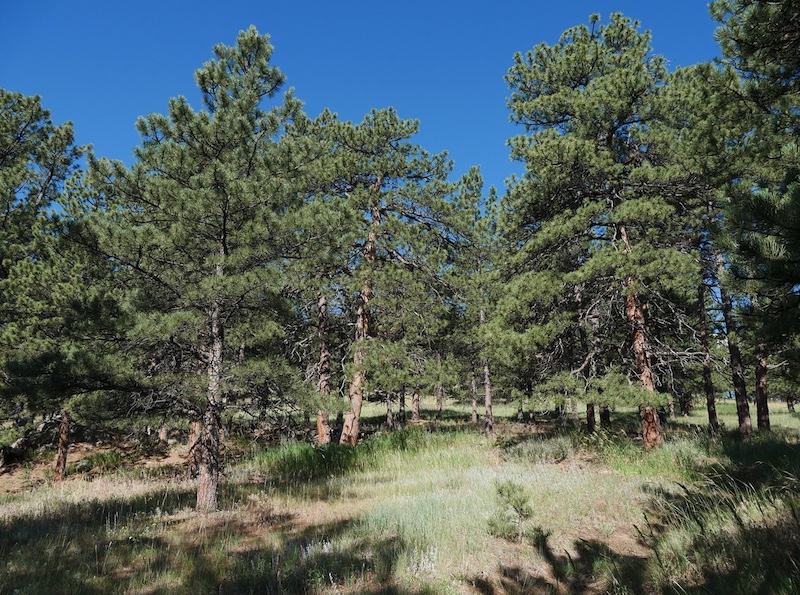 Pines to Peaks Loop, Bald Mountain, Boulder (July 2025)