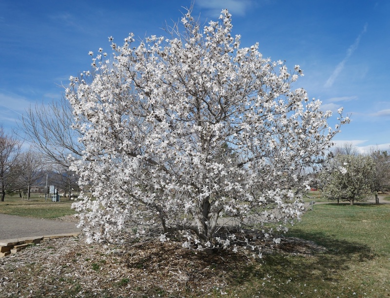 Magnolia flowers in full bloom in spring, Colorado (March 2025)