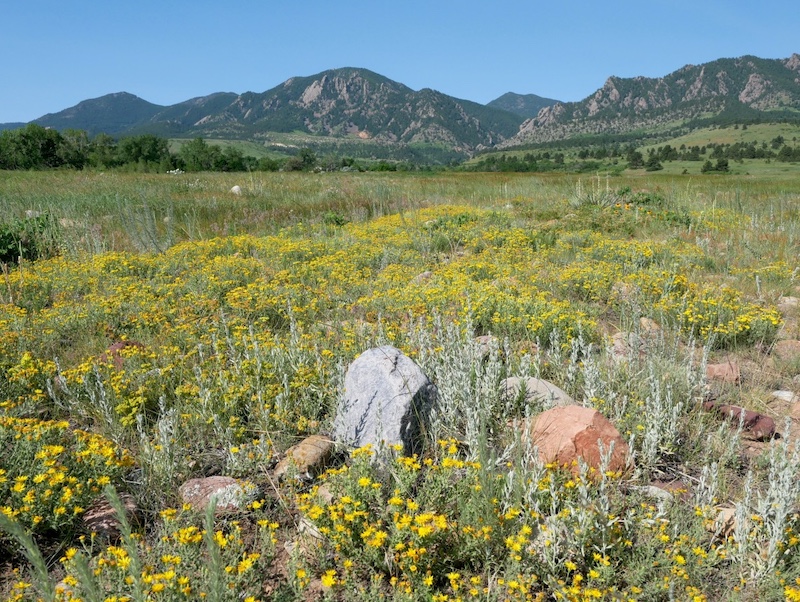 Ditch in a water-filled spring grassland, Boulder, Colorado (may 2025)