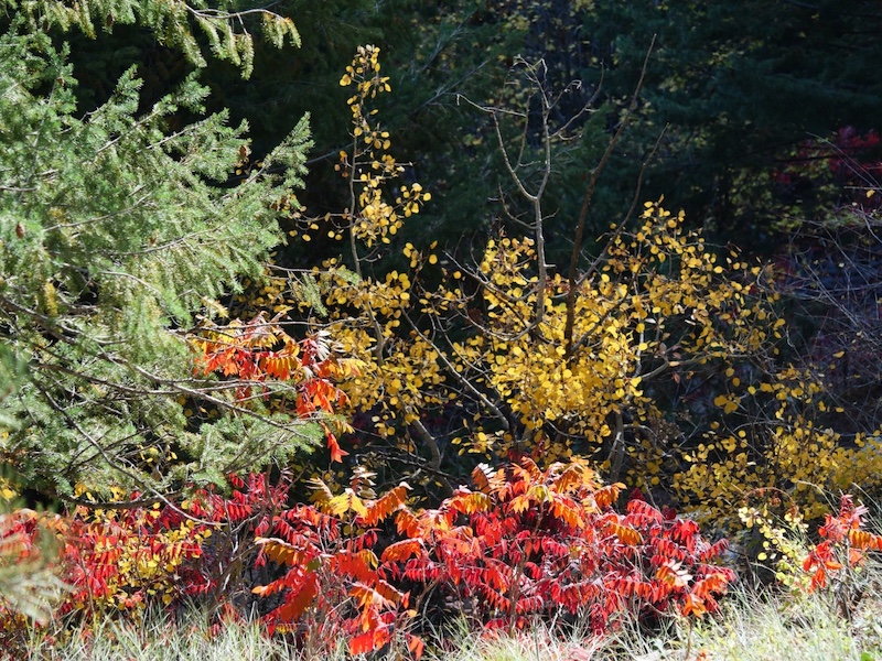 Yellow Quaking Aspen (Populus tremuloides) and Red Smooth Sumac (Rhus glabra) Foliage in Autumn, Rattlesnake Gulch Trail, Eldorado Springs, Colorado (October 2025)