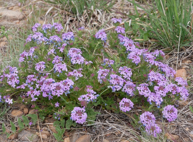 Meadowlark & Mayhoffer Singletree Trails, Oerman-Roche Trailhead, Superior (May 2024)