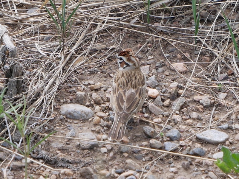 Meadowlark & Mayhoffer Singletree Trails, Oerman-Roche Trailhead, Superior (May 2024)