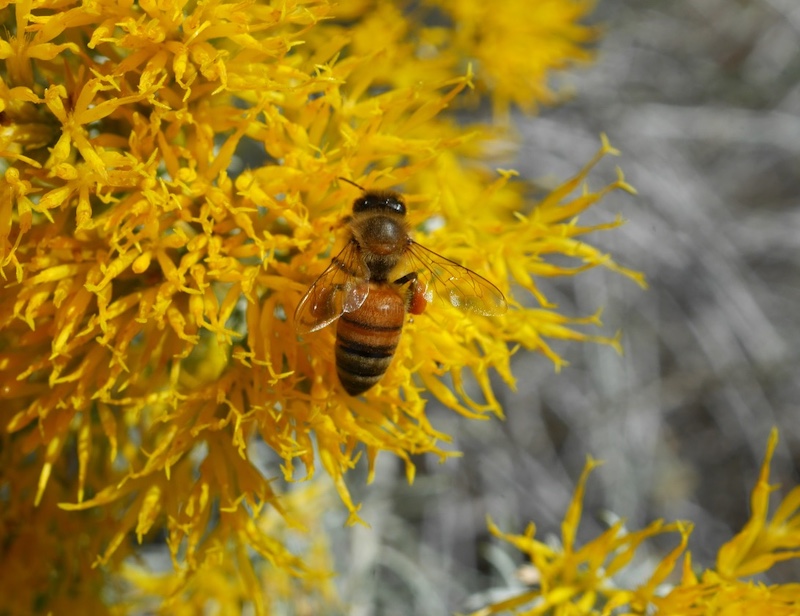 Pella Crossing, Longmont, Colorado (September 2025)