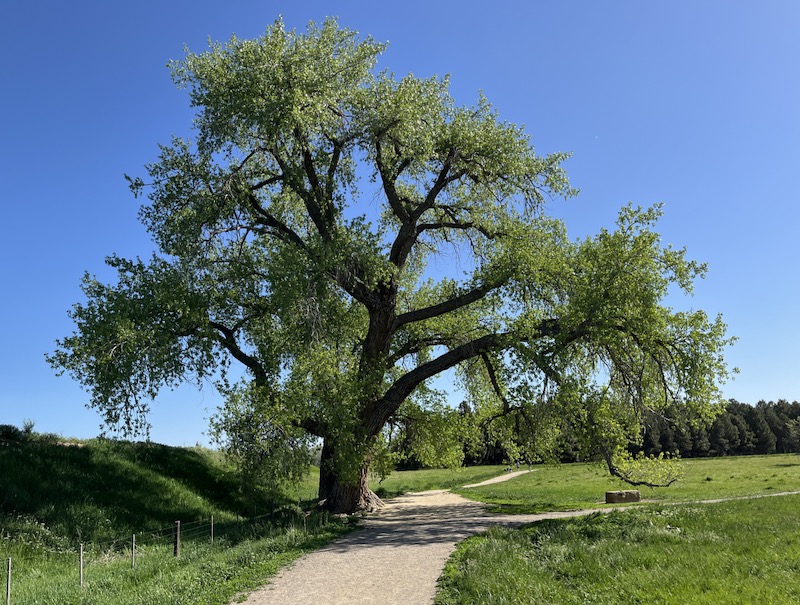 Cottonwood Tree, Dry Creek Trail, Boulder, Colorado (May 2024)