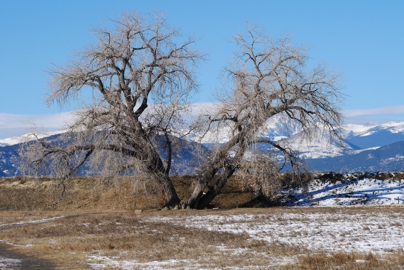 Cottonwood Tree, Dry Creek Trail, Boulder, Colorado (December 2024)