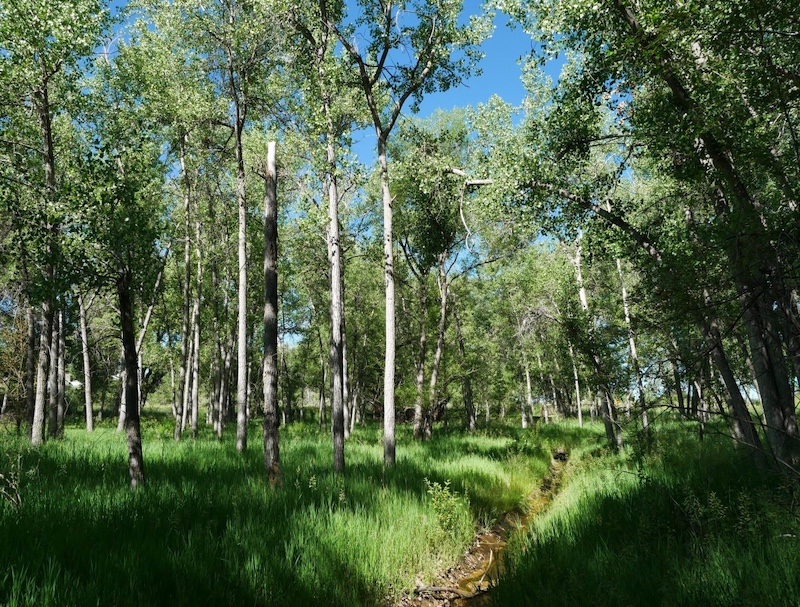 Powerline Trail, Louisville, Colorado (June 2025)