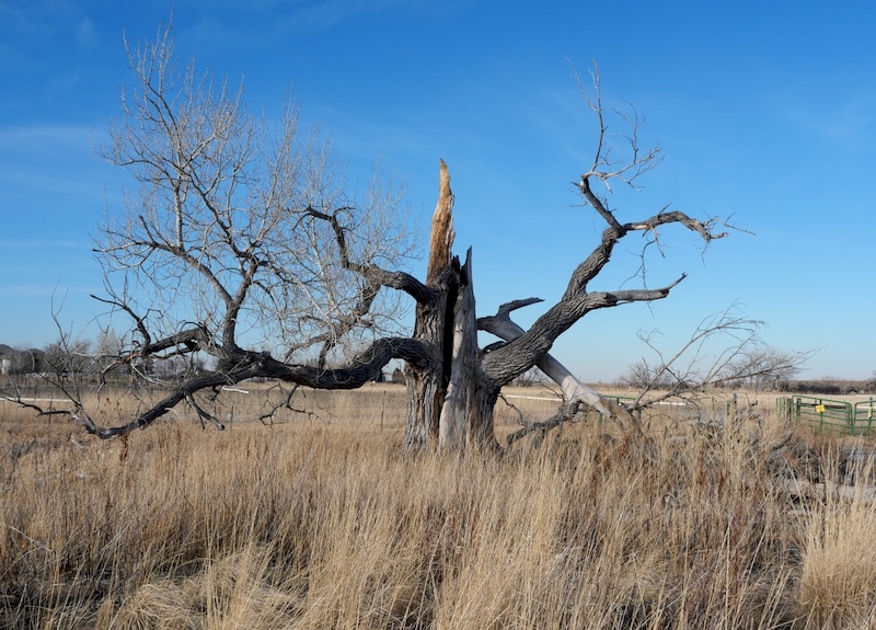 Eagle Tree After the Fall, Cradleboard Trail / Stearns Lake Trailhead, Broomfield (February 2026)