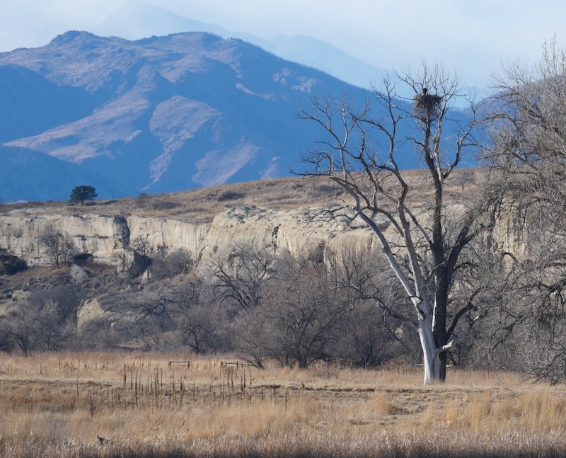 A Distant View of a Bald Eagle in Its Nest, East Boulder Trail, Teller Farm North, Boulder (February 2026)
