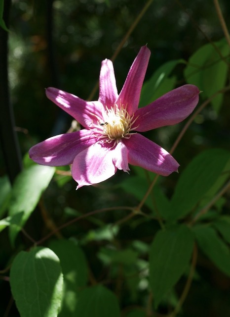 撮影例、M.Zuiko Digital 25mm F1.8 MFT レンズ