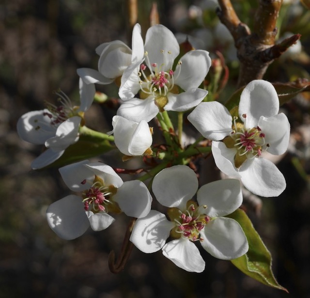 マクロ M.ZUIKO 30mm F3.5