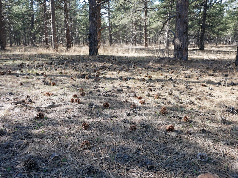 撮影例, Lumix G Series 14mm F2.5, MFT マイクロフォーサーズレンズ