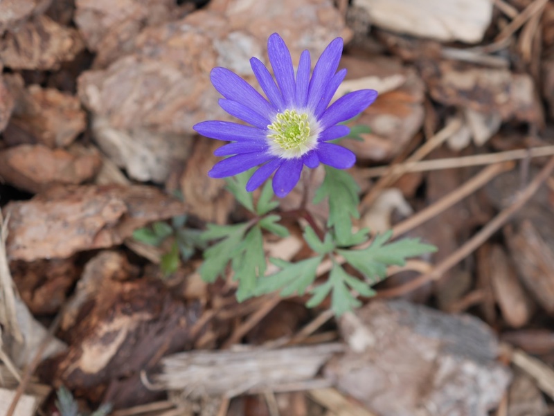 マクロ M.ZUIKO 30mm F3.5
