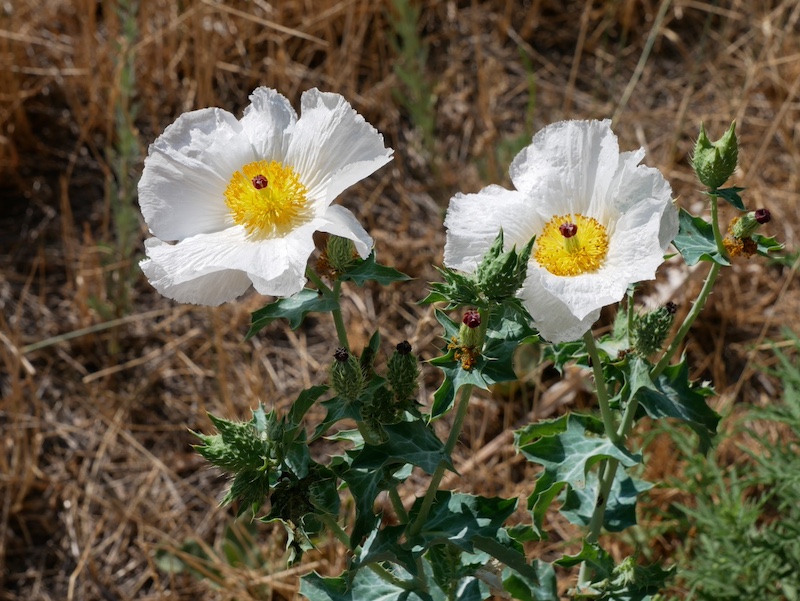 撮影例、LEICA 12-60mm MFT VARIO-ELMARIT F2.8-4.0