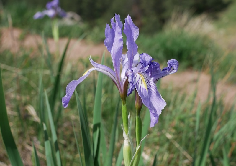 撮影例、M.Zuiko Digital 25mm F1.8 MFT レンズ