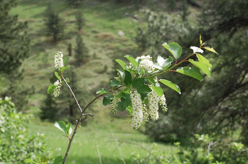 撮影例、M.Zuiko Digital 25mm F1.8 MFT レンズ