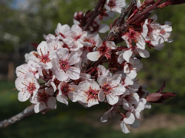 マクロ M.ZUIKO 30mm F3.5