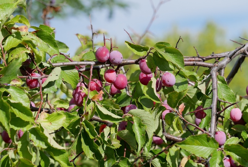 撮影例, OM SYSTEM Olympus M.Zuiko Digital ED 40-150mm F4.0
