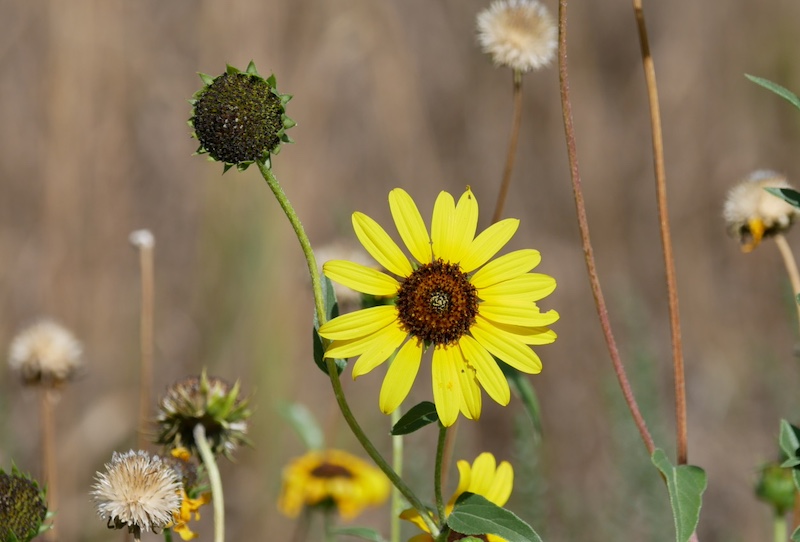撮影例, OM SYSTEM Olympus M.Zuiko Digital ED 40-150mm F4.0