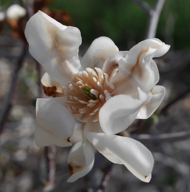 マクロ M.ZUIKO 30mm F3.5