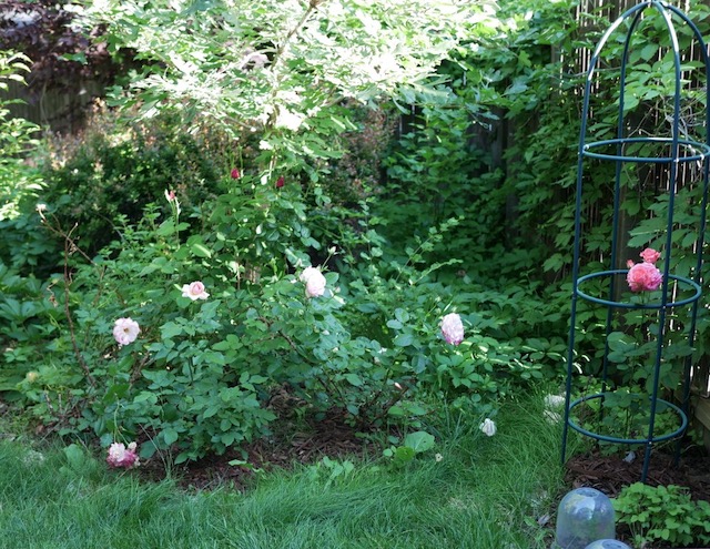 撮影例、M.Zuiko Digital 25mm F1.8 MFT レンズ