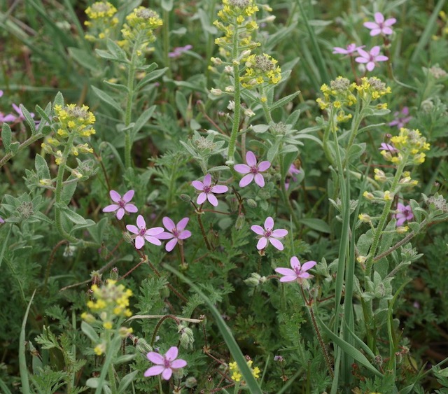 マクロ M.ZUIKO 30mm F3.5