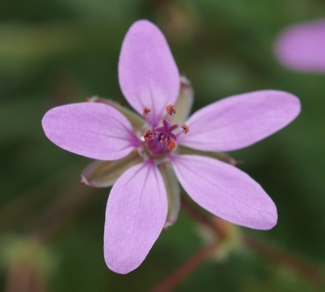 マクロ M.ZUIKO 30mm F3.5
